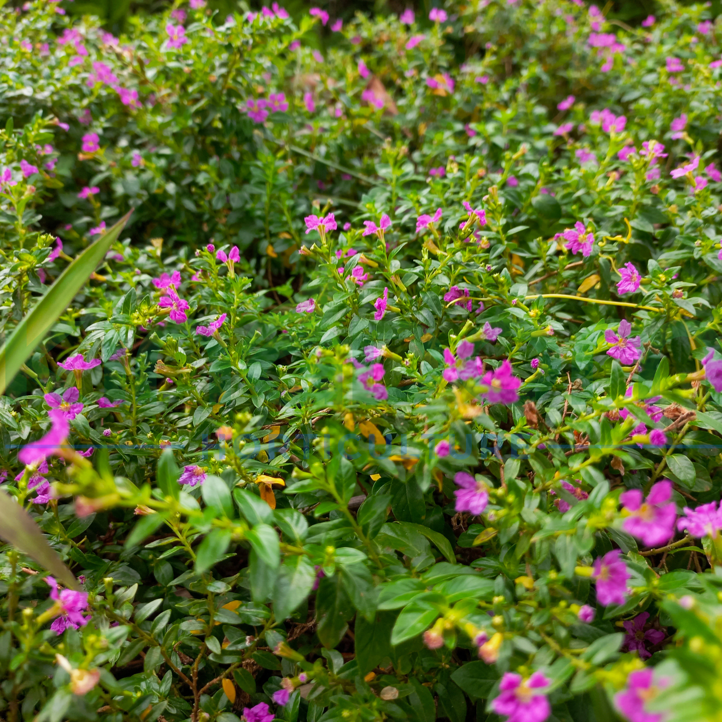 Cuphea hyssopifolia sp. 'Pink' Kingdom Horticulture