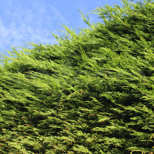 Cupressocyparis leylandii "Leightons Green" | Multiple Sizes - Kingdom Horticulture Kingdom Horticulture