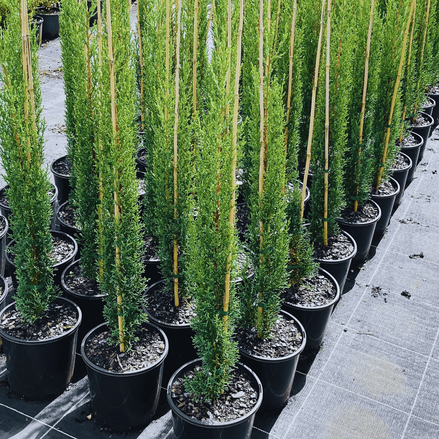 Cupressus sempervirens Glauca 'Pencil Pine'| Multiple Sizes - Kingdom Horticulture Kingdom Horticulture