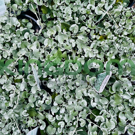 Dichondra argentea "Silver Falls" 140mm Kingdom Horticulture