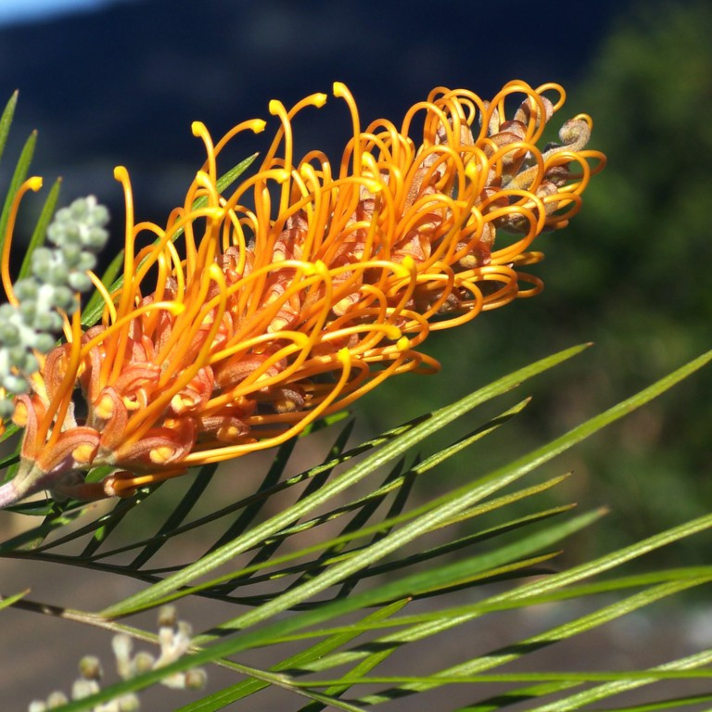 Grevillea 'Honey Gem' | Multiple Sizes - Kingdom Horticulture Kingdom Horticulture