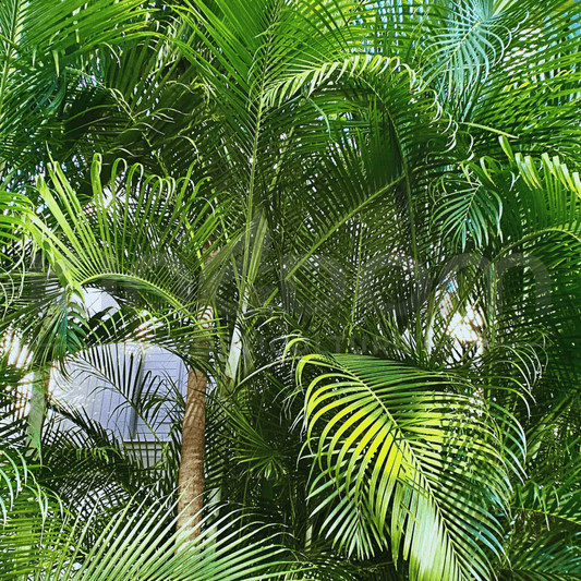 Dypsis lutescens 'Golden Cane Palm' | Multiple Sizes - Kingdom Horticulture Kingdom Horticulture