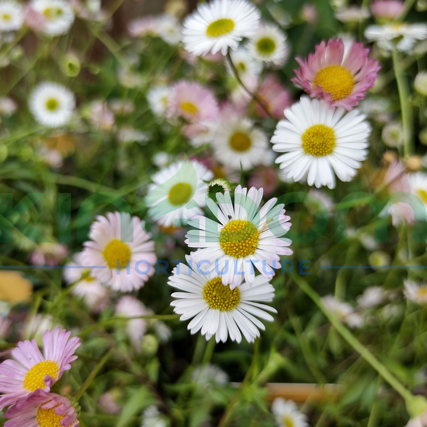 Erigeron karvinskianus ‘Sea Side Daisy’ Kingdom Horticulture