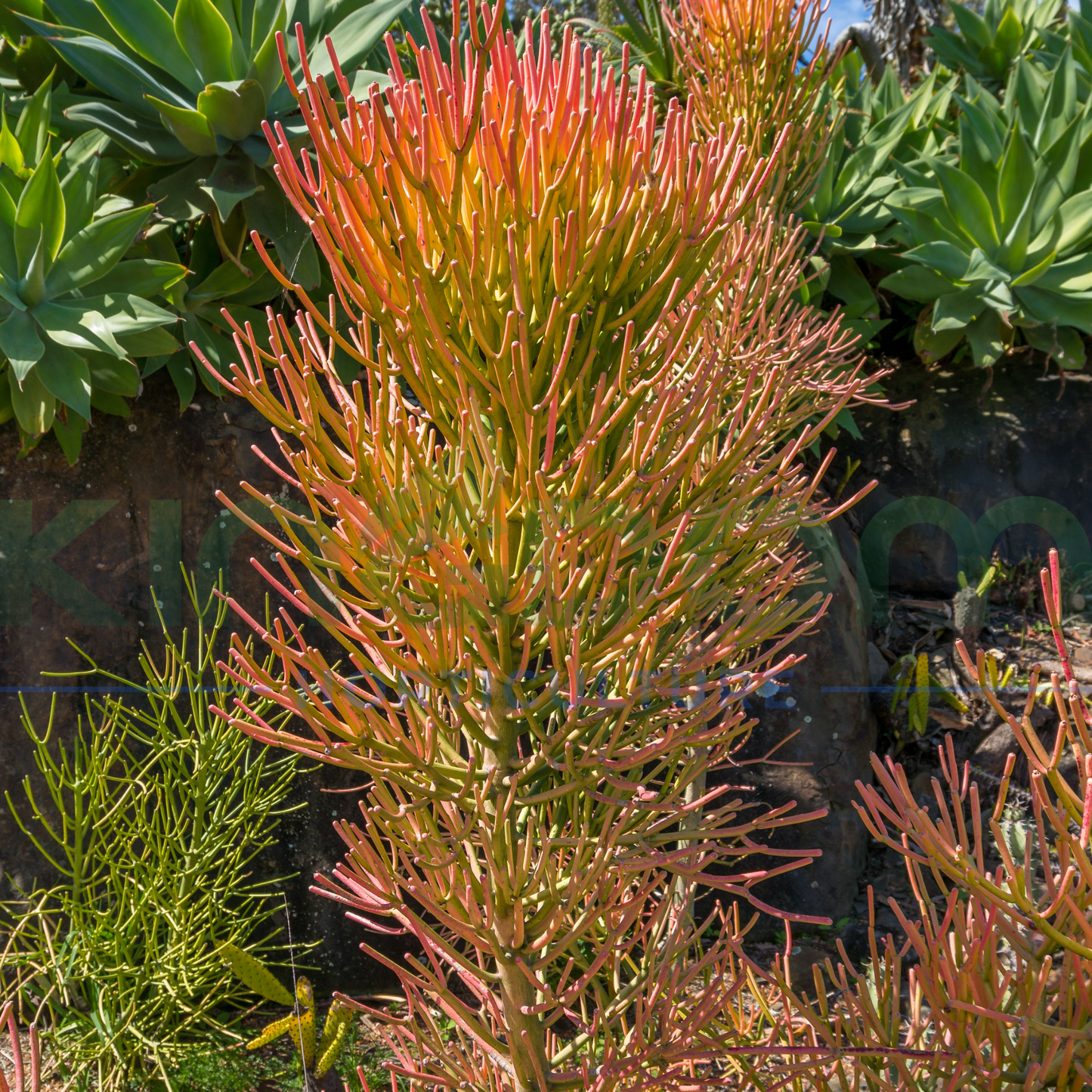 Euphorbia tirucalli 'Firesticks' Kingdom Horticulture