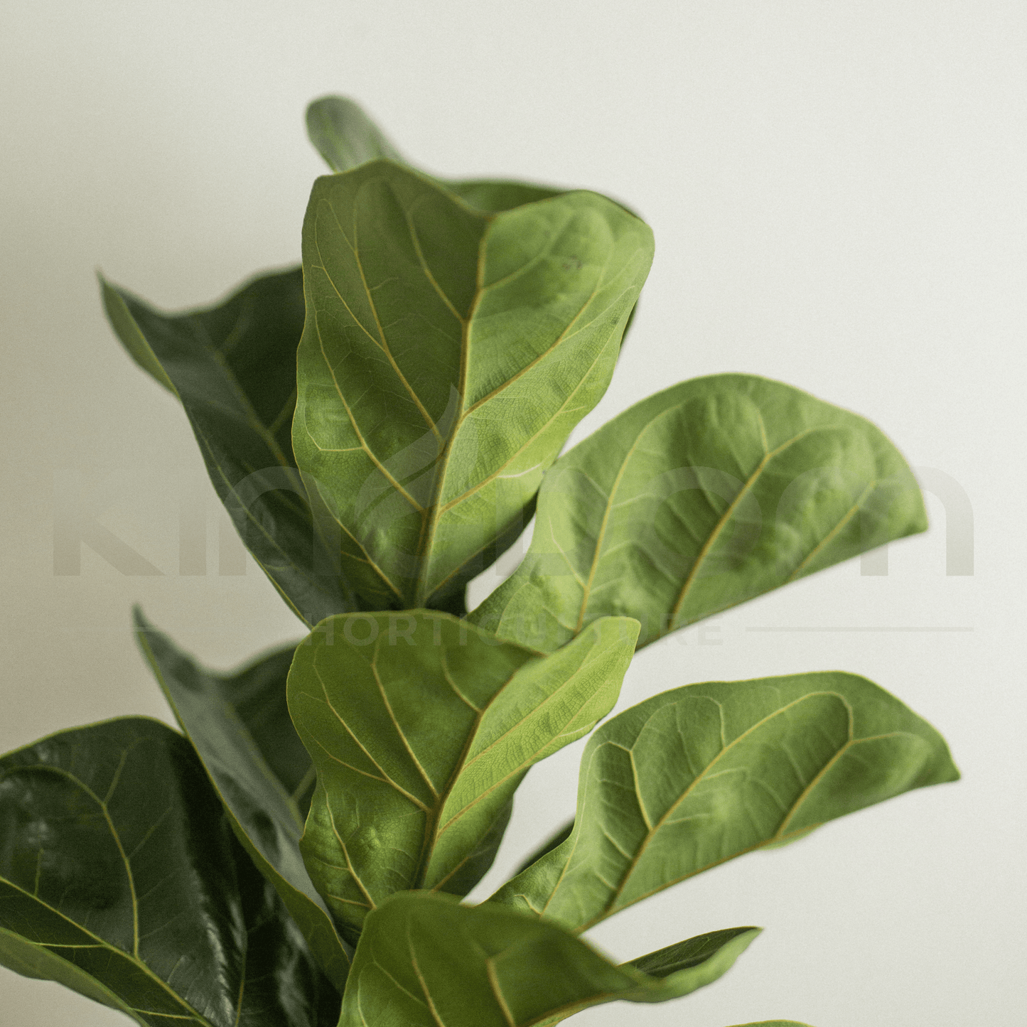 Ficus lyrata 'Fiddle Leaf Fig' | Multiple Sizes - Kingdom Horticulture Kingdom Horticulture