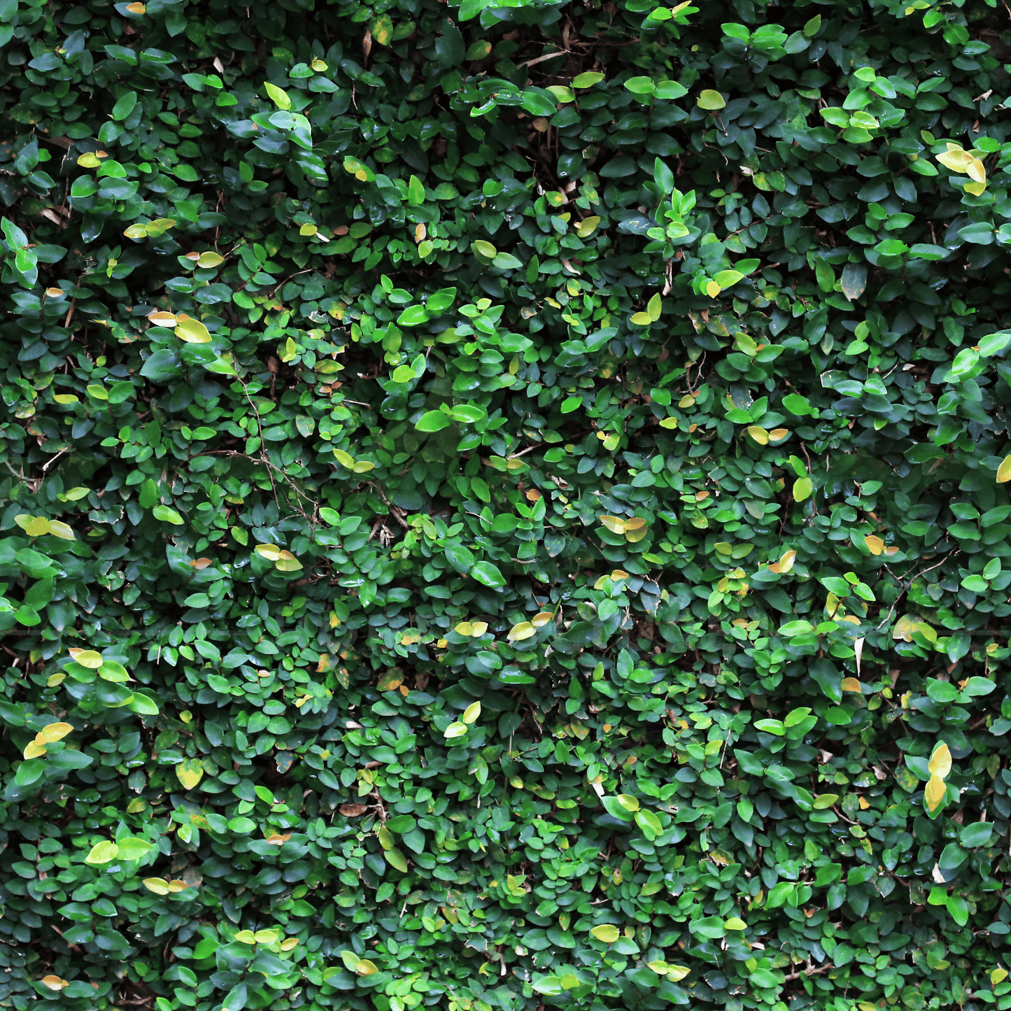 Ficus pumila 'Creeping Fig' | Multiple Sizes - Kingdom Horticulture Kingdom Horticulture