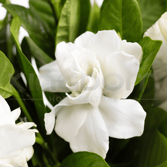 Kingdom Horticulture