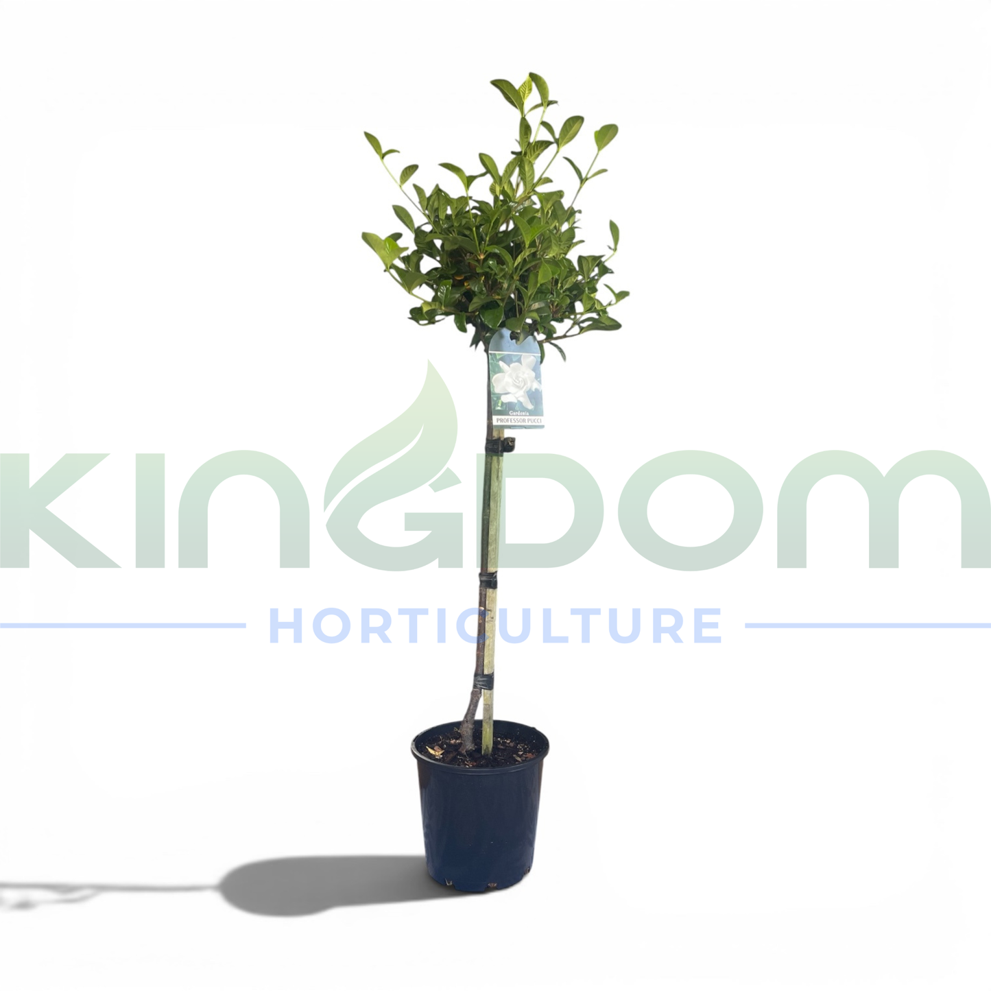 Gardenia jasminoides 'Proffessor Pucci' Standards Kingdom Horticulture