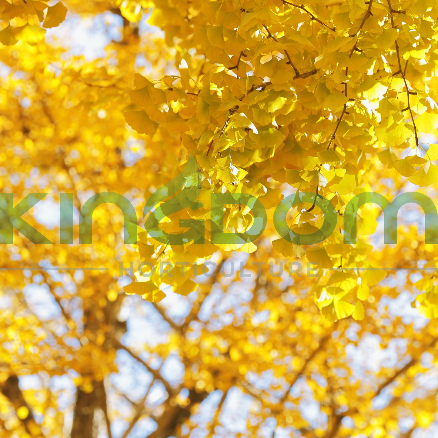 Ginkgo biloba 'Lemonlime Spire' Kingdom Horticulture
