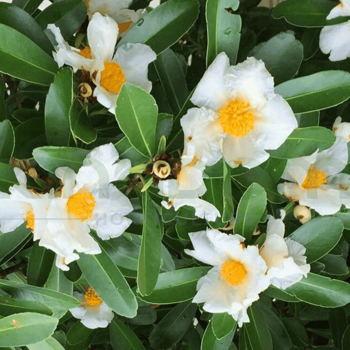 Gordonia axillaris 'Fried Egg Plant' 200mm - Kingdom Horticulture Kingdom Horticulture