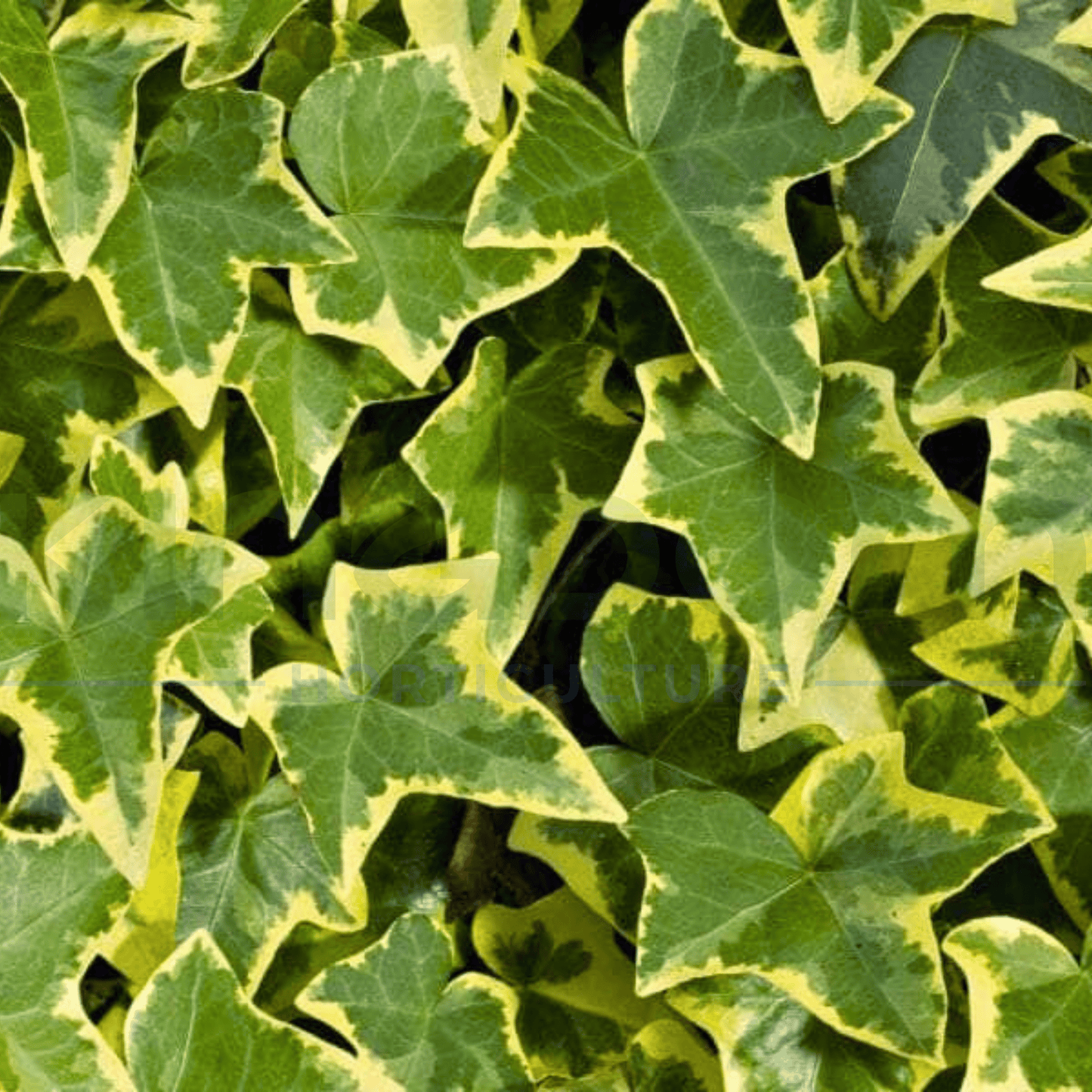 Hedera helix 'Cascade Gold Ivy' | Hanging baskets 200mm - Kingdom Horticulture Kingdom Horticulture