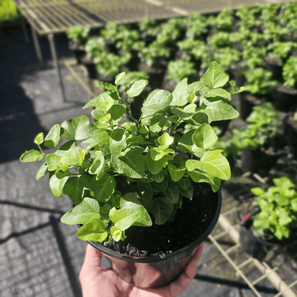 Hedera helix 'My Heart Ivy' | Multiple Sizes - Kingdom Horticulture Kingdom Horticulture