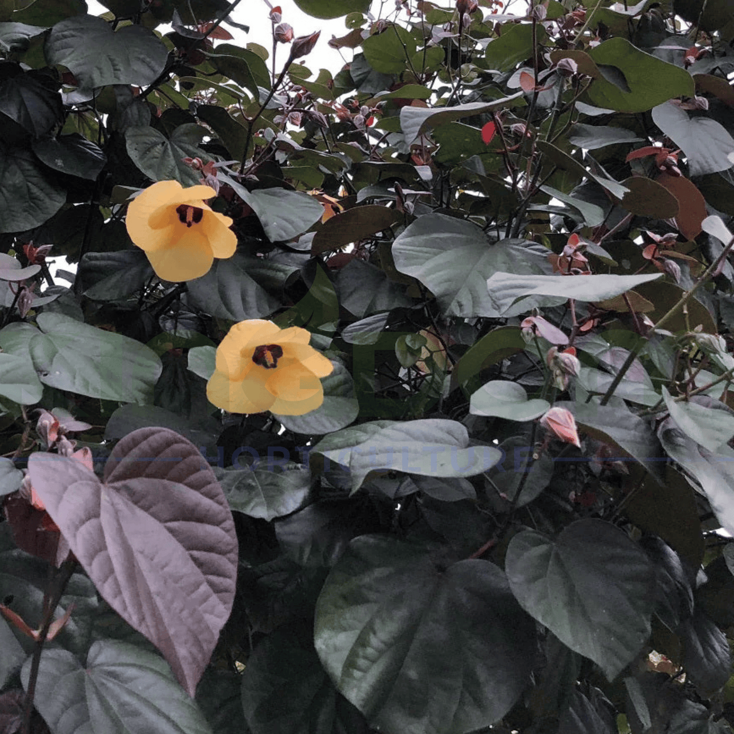 Hibiscus tiliaceus 'Rubra' 20L - Kingdom Horticulture Kingdom Horticulture