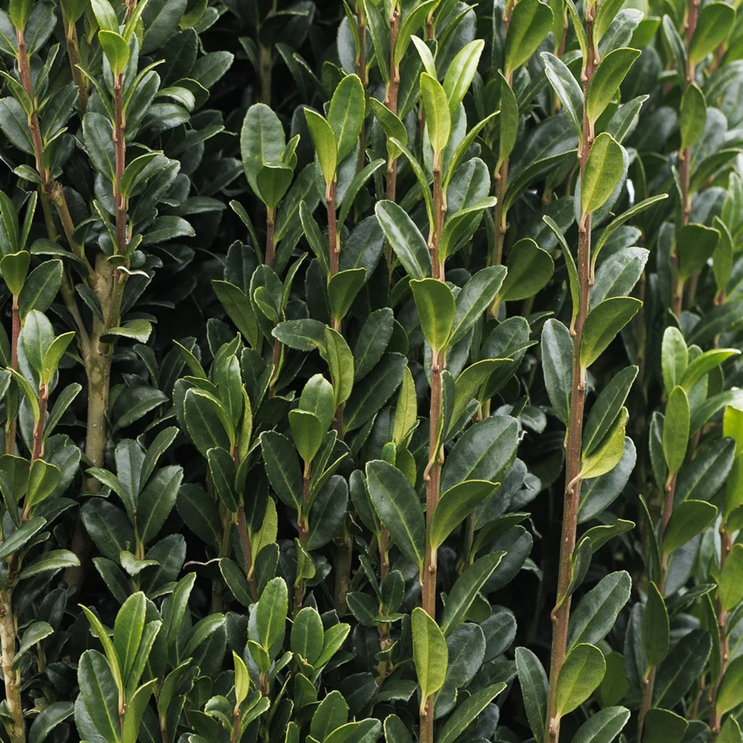 Ilex crenata 'Sky Pencil' Kingdom Horticulture