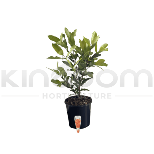 Kingdom Horticulture