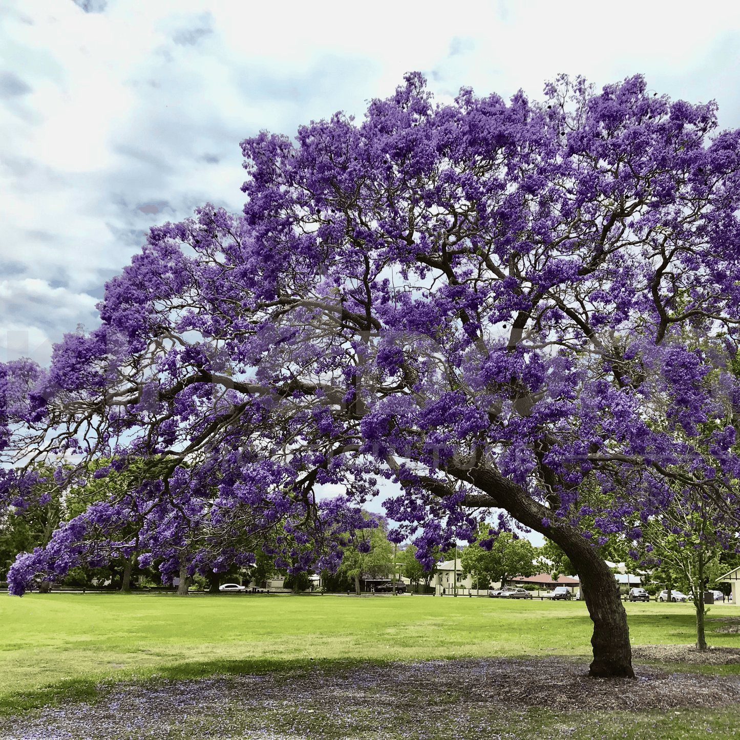 Jacaranda mimosifolia - Kingdom Horticulture Kingdom Horticulture