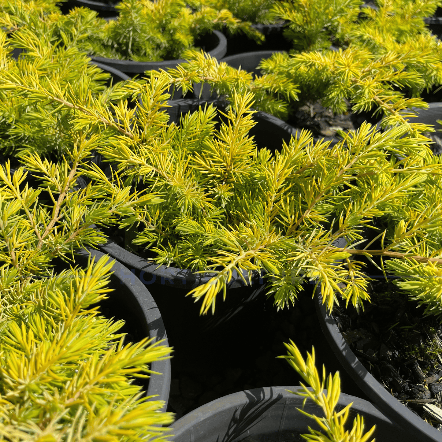 Juniperus conferta "All Gold" | Multiple Sizes - Kingdom Horticulture Kingdom Horticulture
