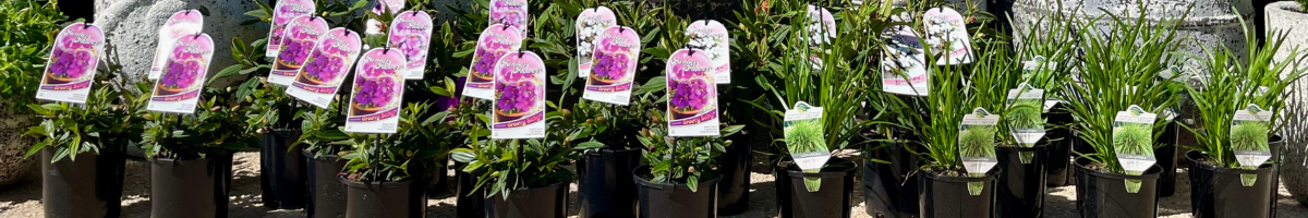 Kingdom Horticulture