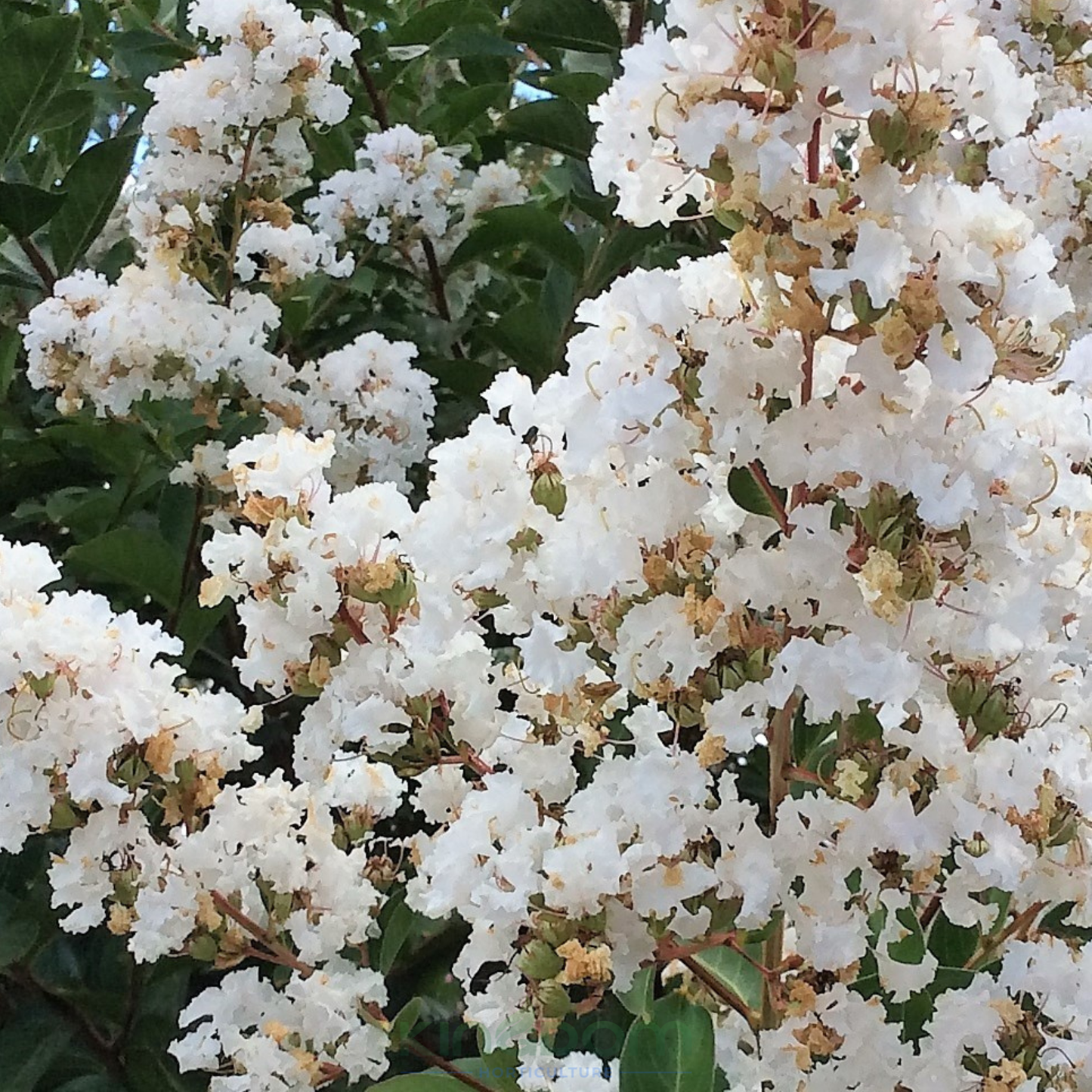 Lagerstroemia Acoma Crepe Myrtle Kingdom Horticulture