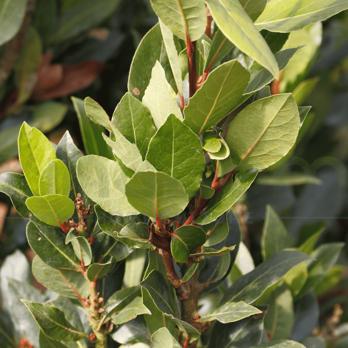 Laurus nobilis 'Bay Leaf' 500mm - Kingdom Horticulture Kingdom Horticulture