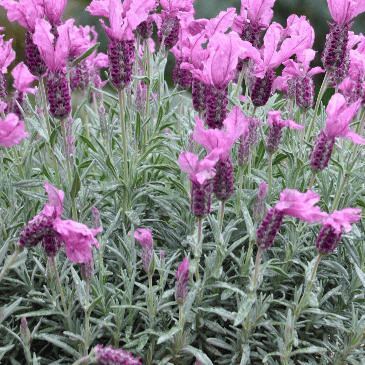 Lavandula hyb. Lavender 'Silver Princes' 140mm - Kingdom Horticulture Kingdom Horticulture