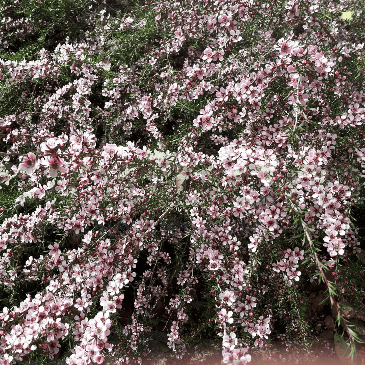 Leptospermum Pink Cascade - Kingdom Horticulture Kingdom Horticulture