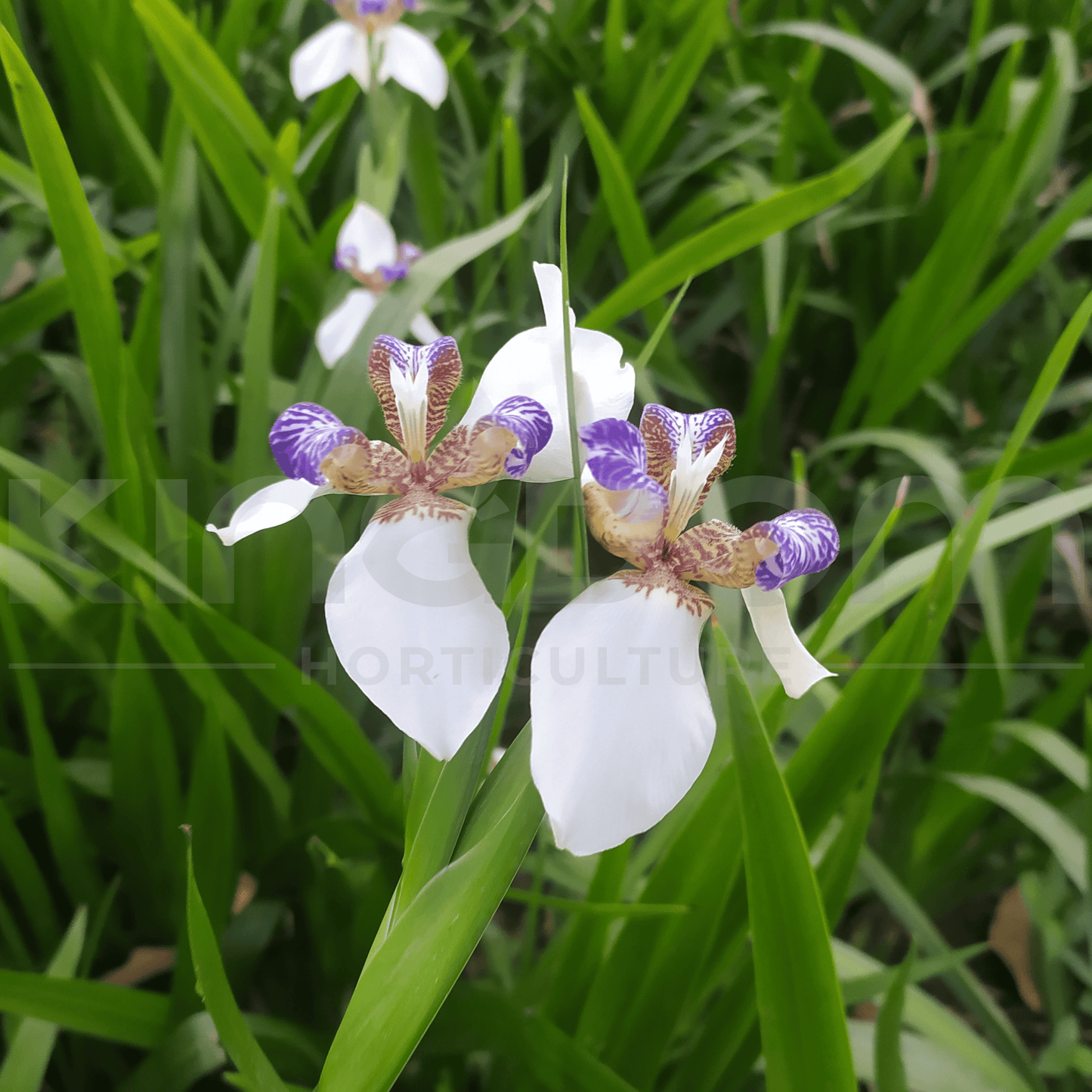 Neomarica gracilis 'Brazilian Walking Iris' | Multiple Sizes - Kingdom Horticulture Kingdom Horticulture