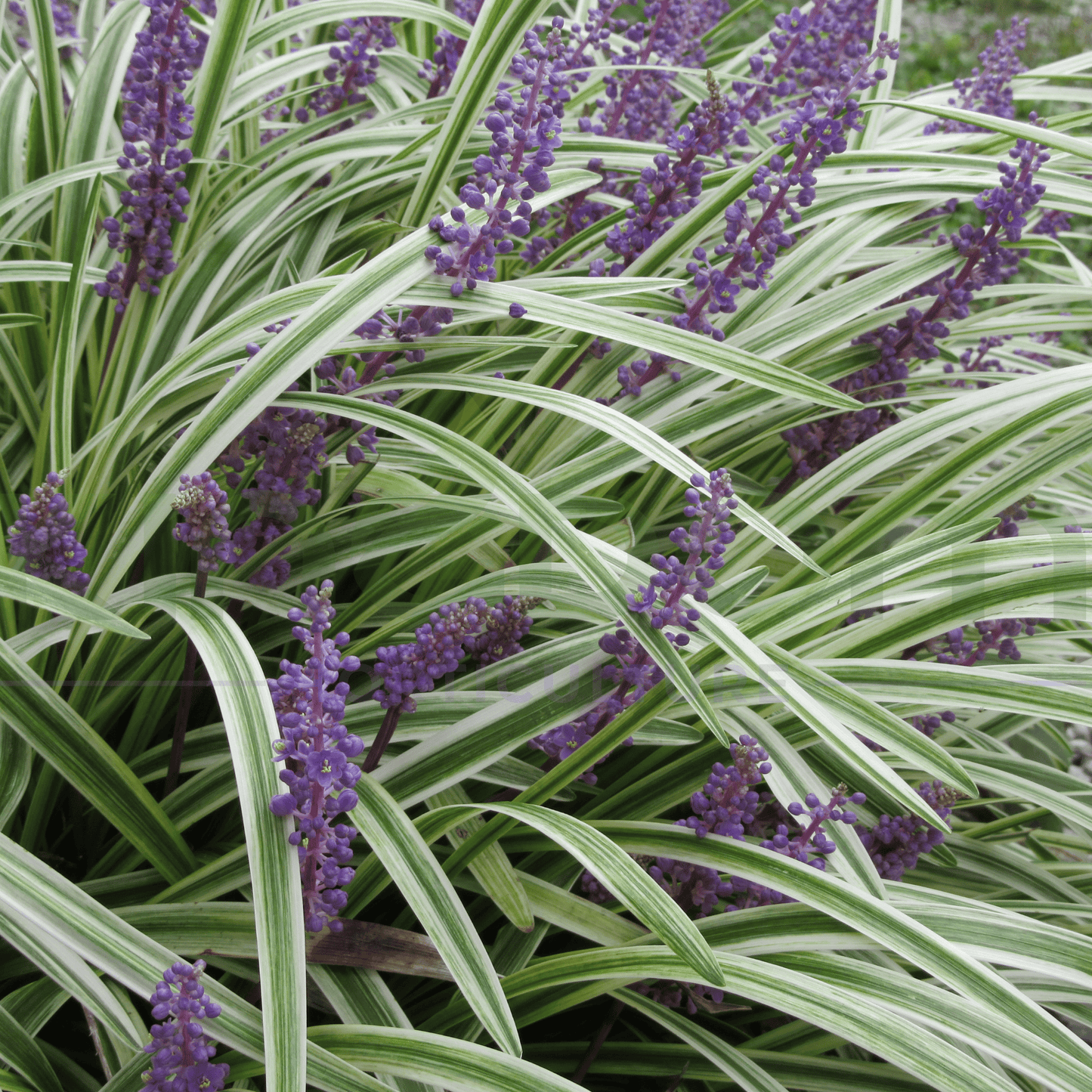 Liriope muscari 'Stripey White' | Multiple Sizes - Kingdom Horticulture Kingdom Horticulture