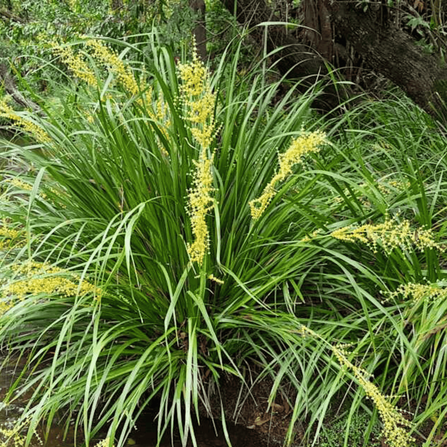 Lomandra hystrix 'Mat Rush' | Multiple Sizes - Kingdom Horticulture Kingdom Horticulture