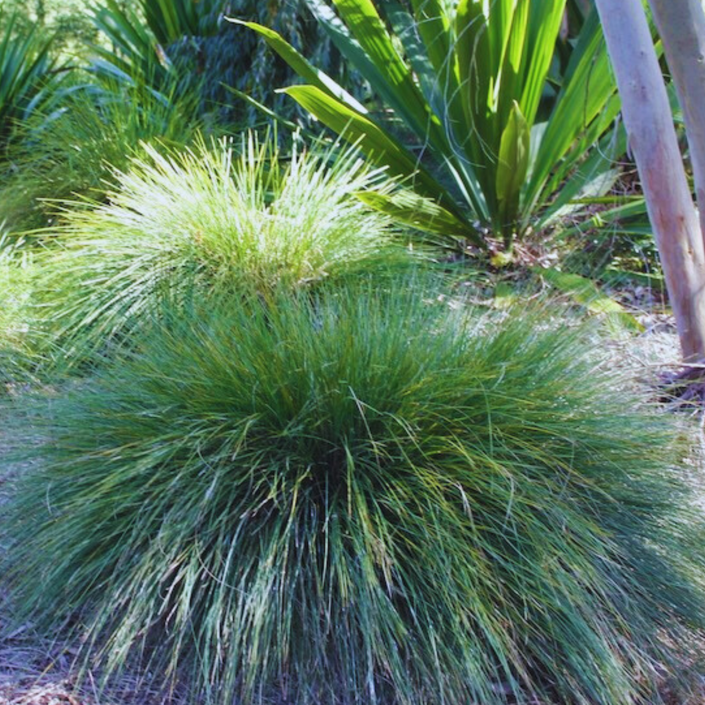 Lomandra confertifolia 'Crackerjack' | Multiple Sizes - Kingdom Horticulture Kingdom Horticulture
