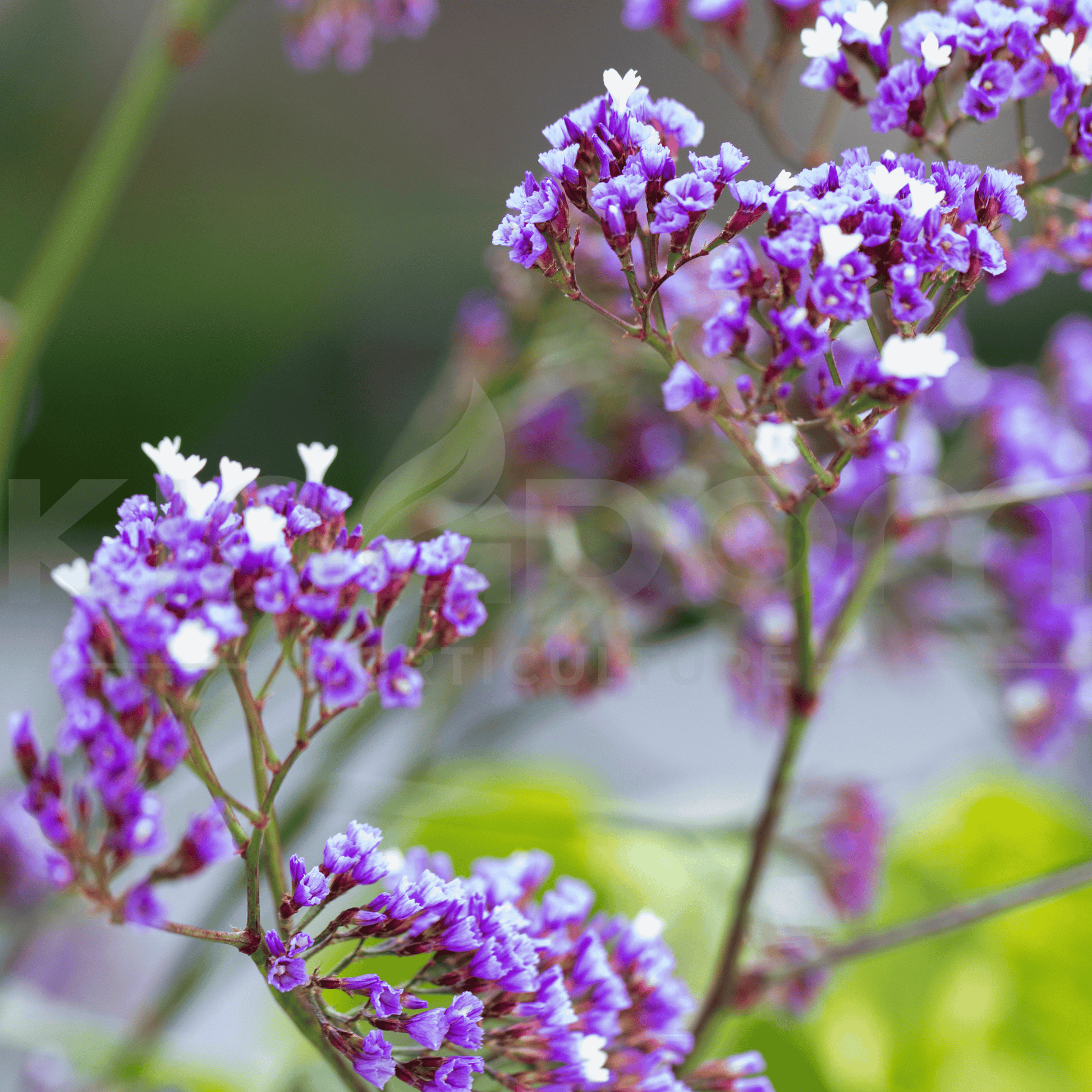 Limonium perezii 'Blue Statice' 140mm - Kingdom Horticulture