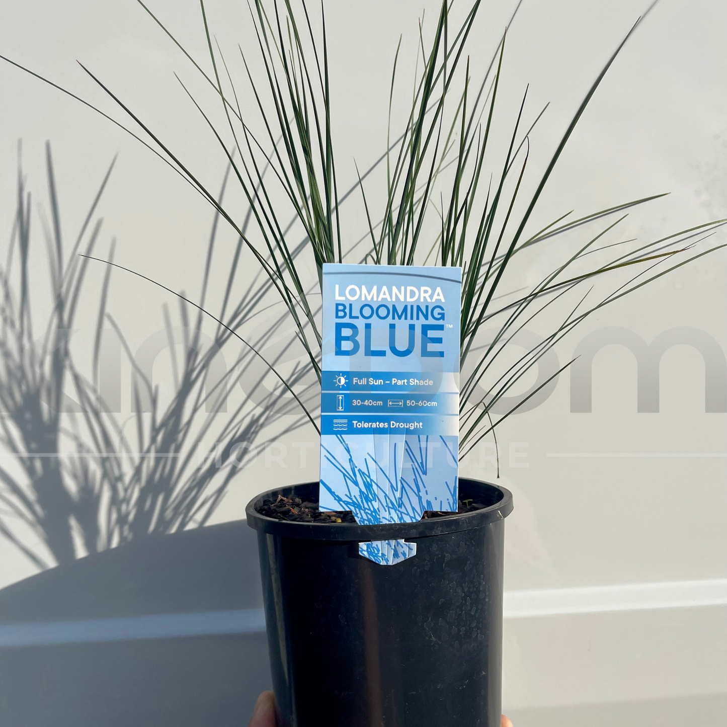 Lomandra confertifolia rubiginosa 'Blooming Blue' Kingdom Horticulture