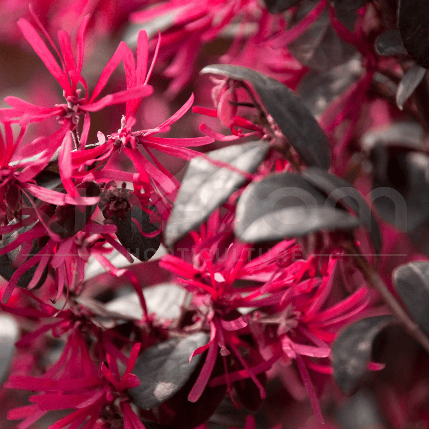 Loropetalum chinense 'Plum Gorgeous' | Multiple Sizes - Kingdom Horticulture Kingdom Horticulture