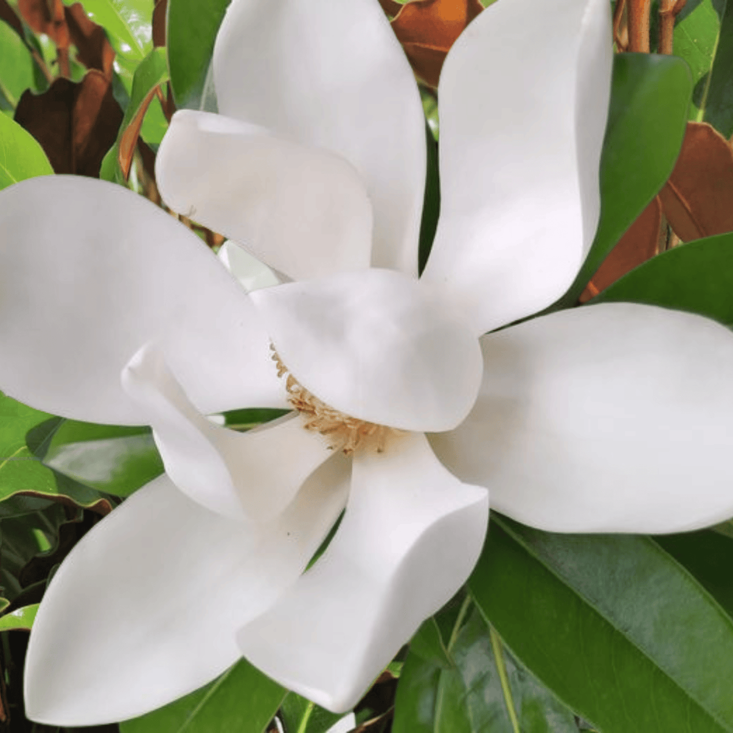 Magnolia grandiflora 'Alta' - Kingdom Horticulture Kingdom Horticulture