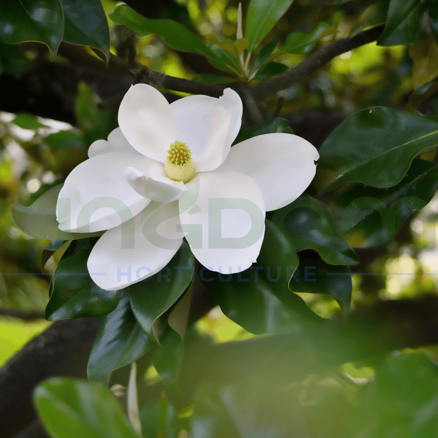 Magnolia grandiflora 'Coolwyn Gloss' - Kingdom Horticulture Kingdom Horticulture