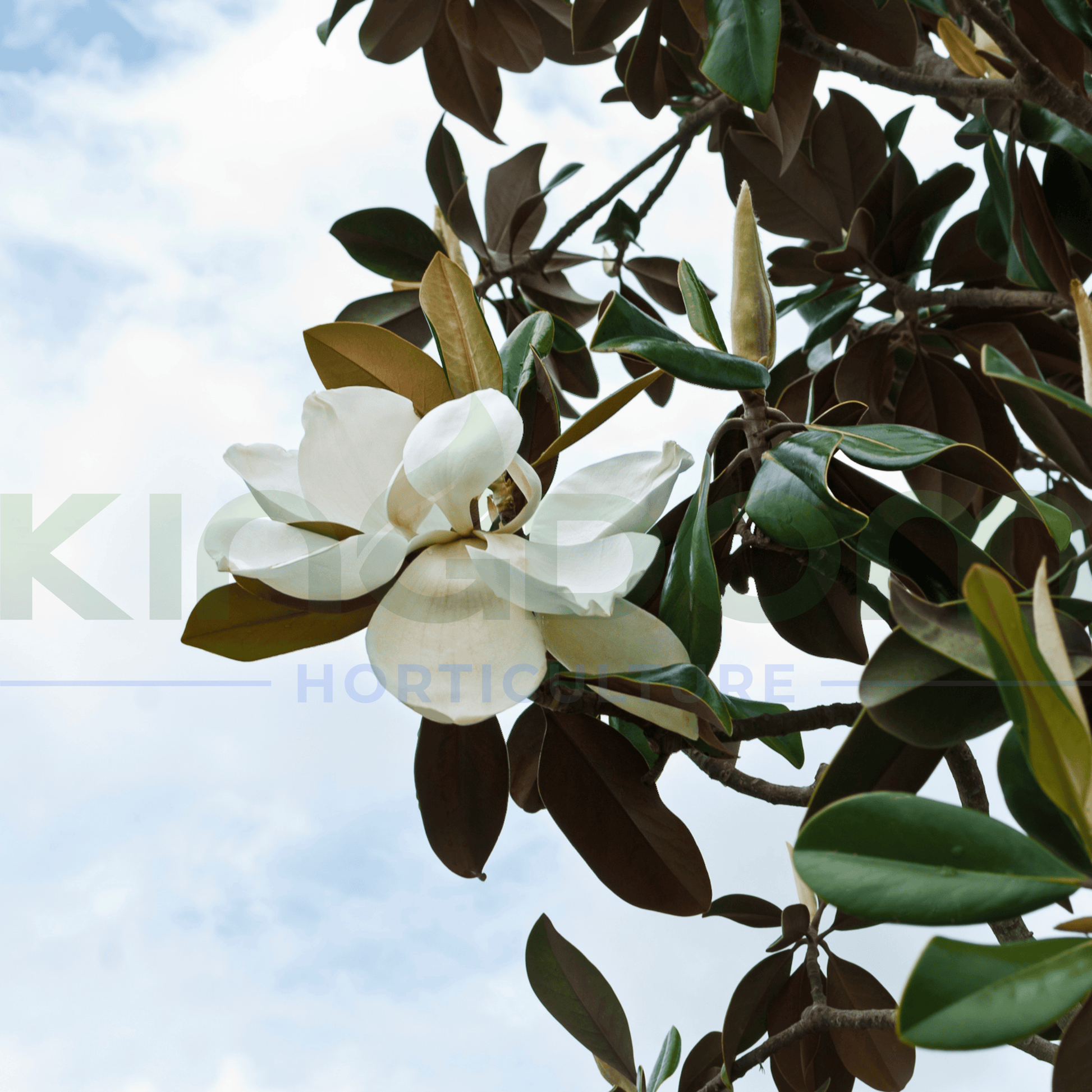 Magnolia grandiflora 'Kay Parris' | Multiple Sizes - Kingdom Horticulture