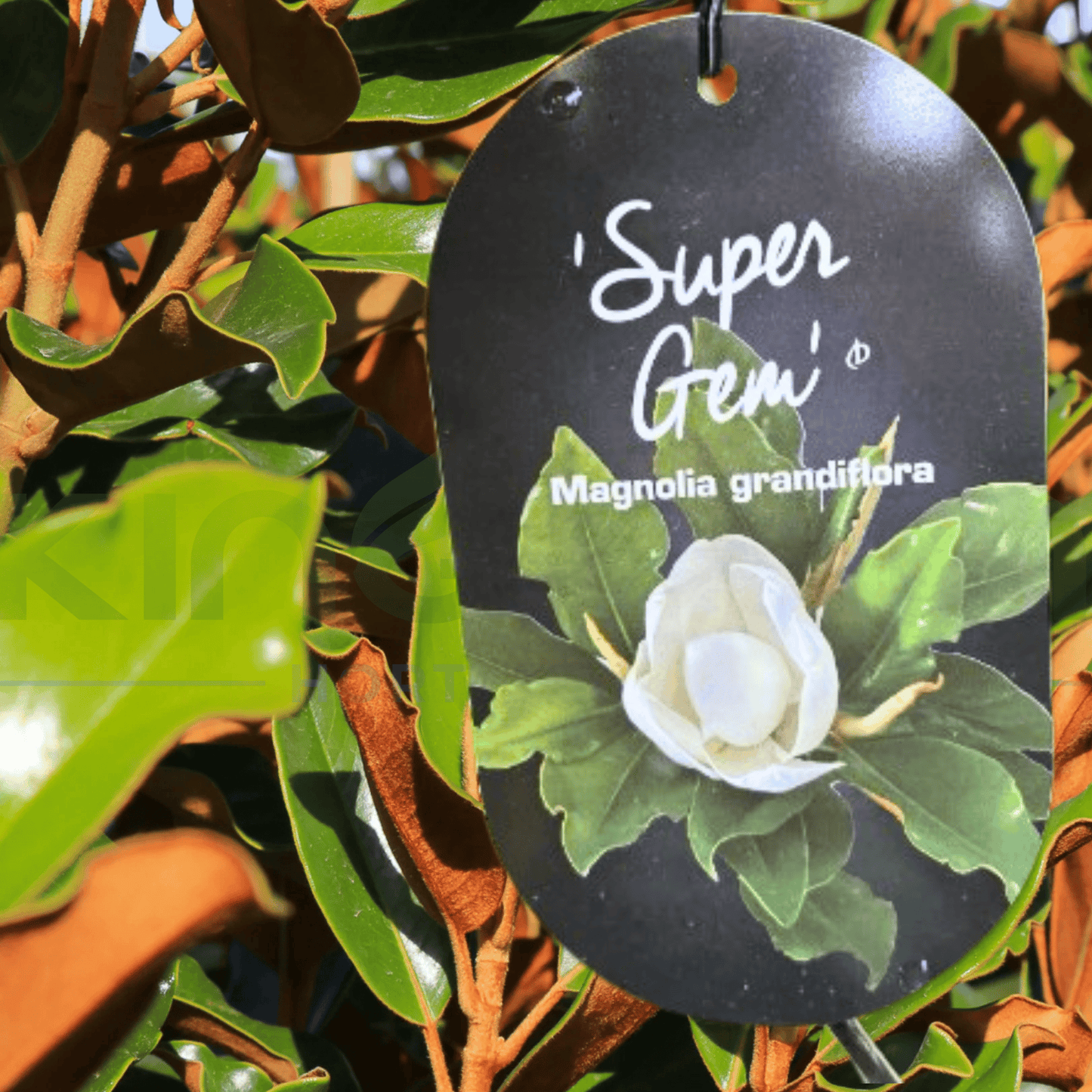 Magnolia grandiflora 'Super Gem' - Kingdom Horticulture Kingdom Horticulture