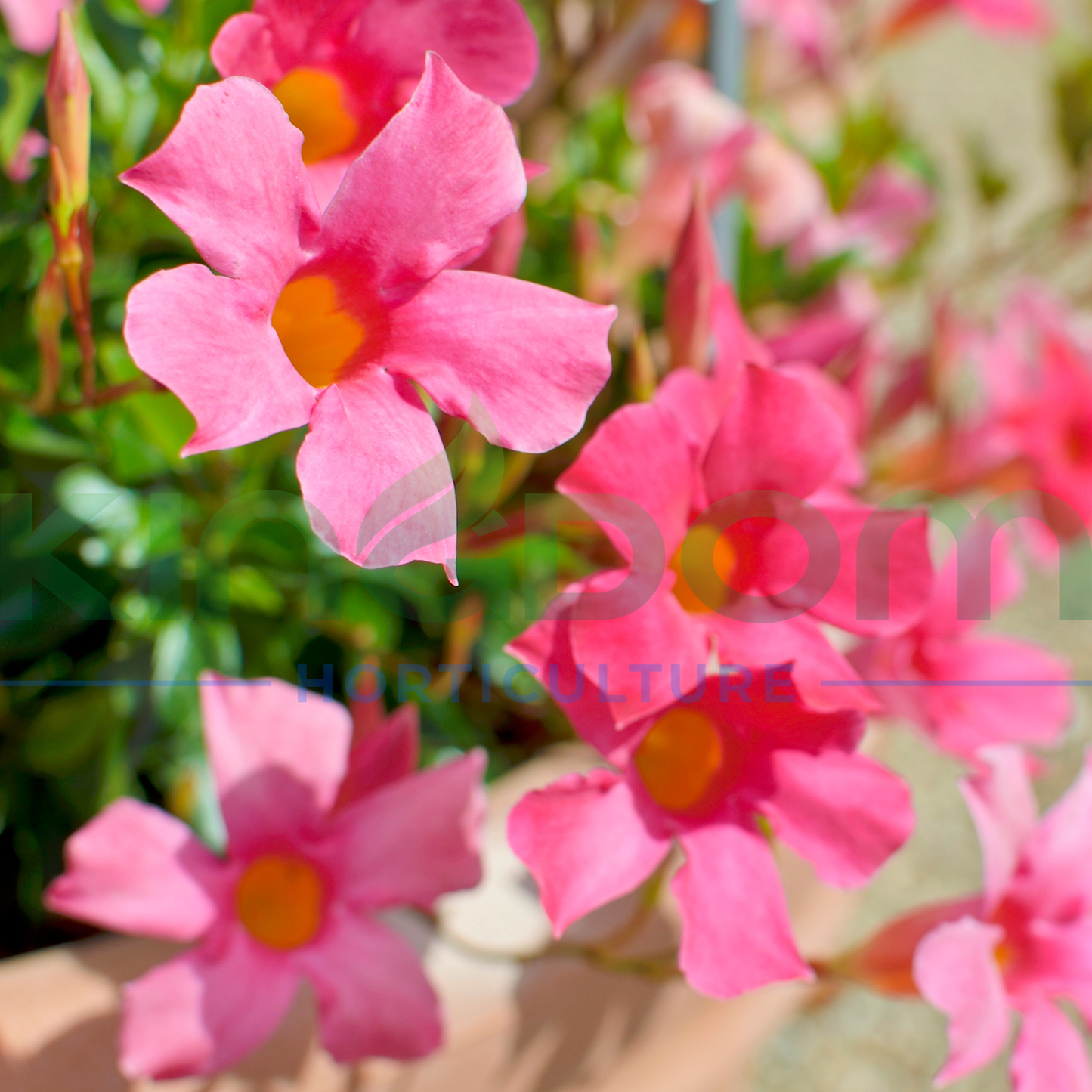 Mandevilla 'All Seasons Pink' Kingdom Horticulture