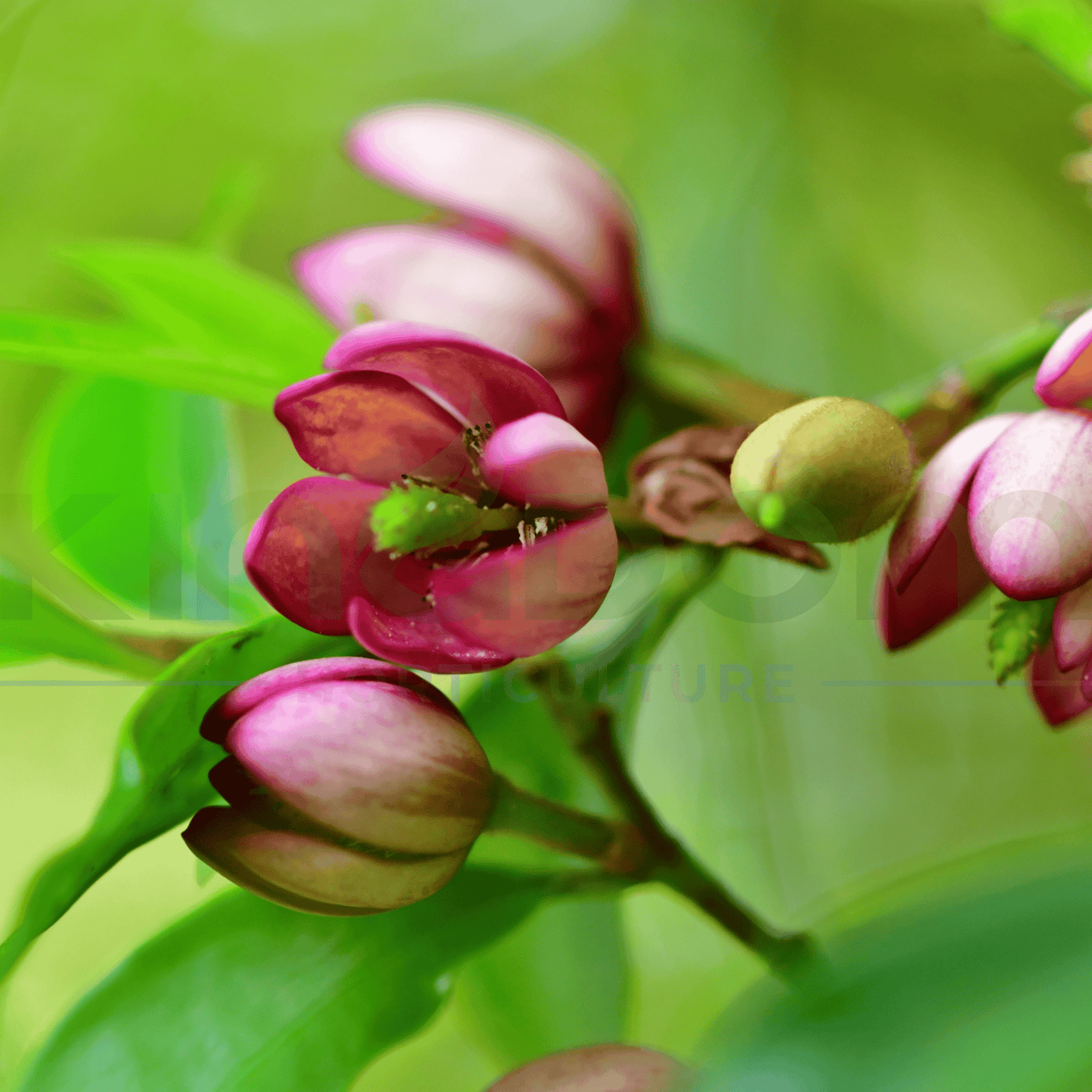 Michelia figo 'Port Wine Magnolia' 200mm - Kingdom Horticulture Kingdom Horticulture