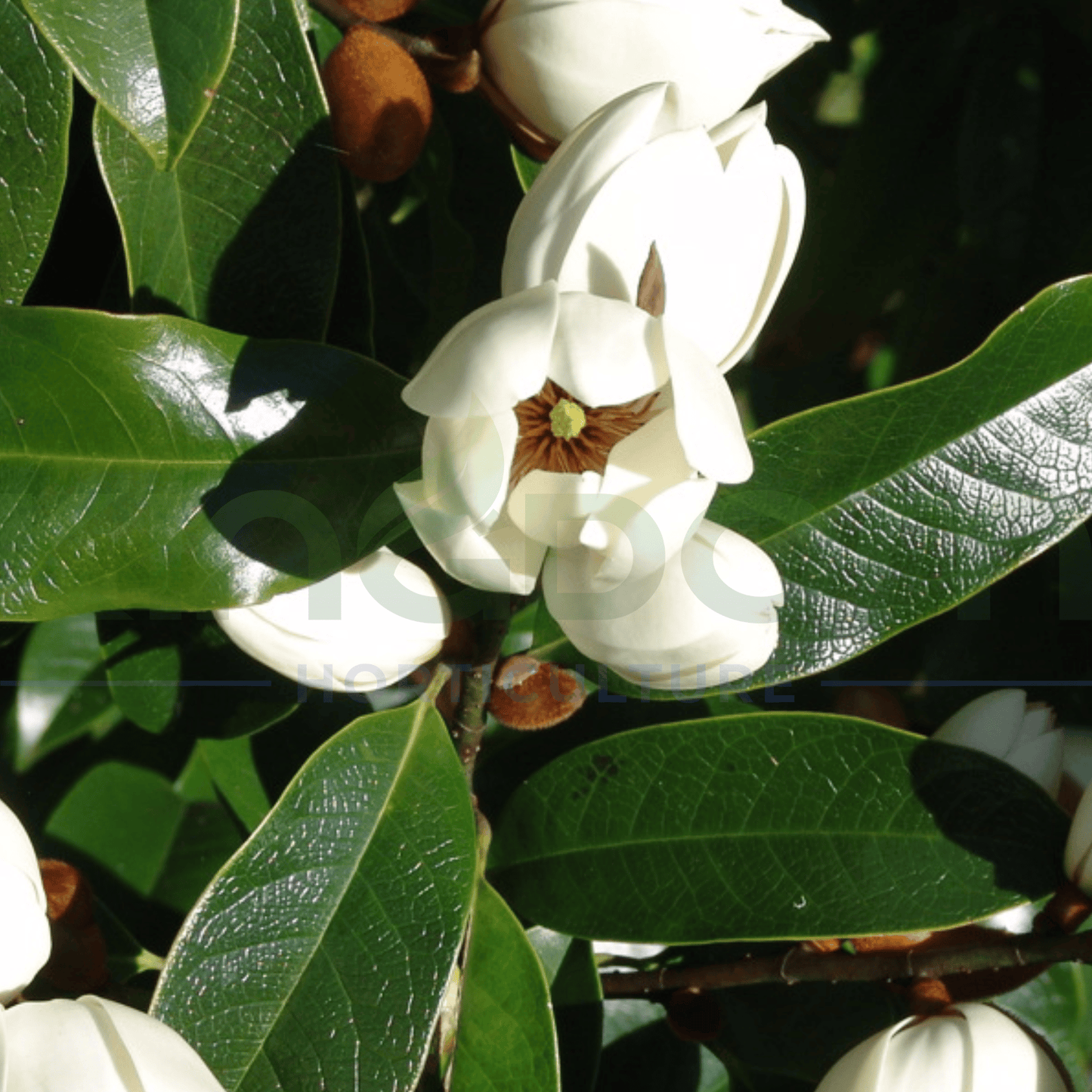 Michelia x Bubbles 400mm/45L - Kingdom Horticulture Kingdom Horticulture