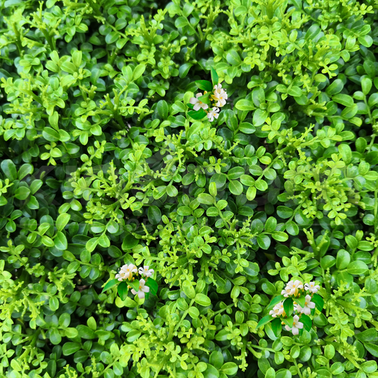 Kingdom Horticulture