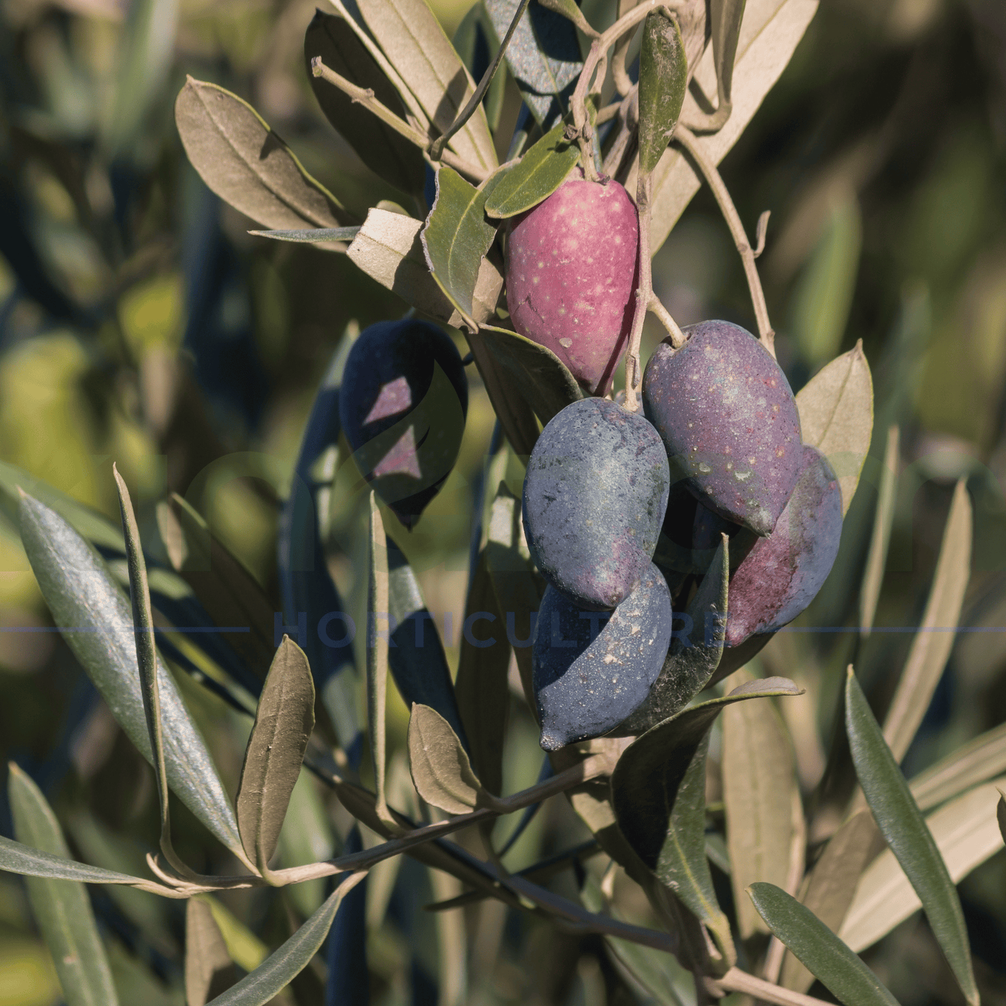 Olea europaea 'Kalamata Olives' | 45L - Kingdom Horticulture Kingdom Horticulture