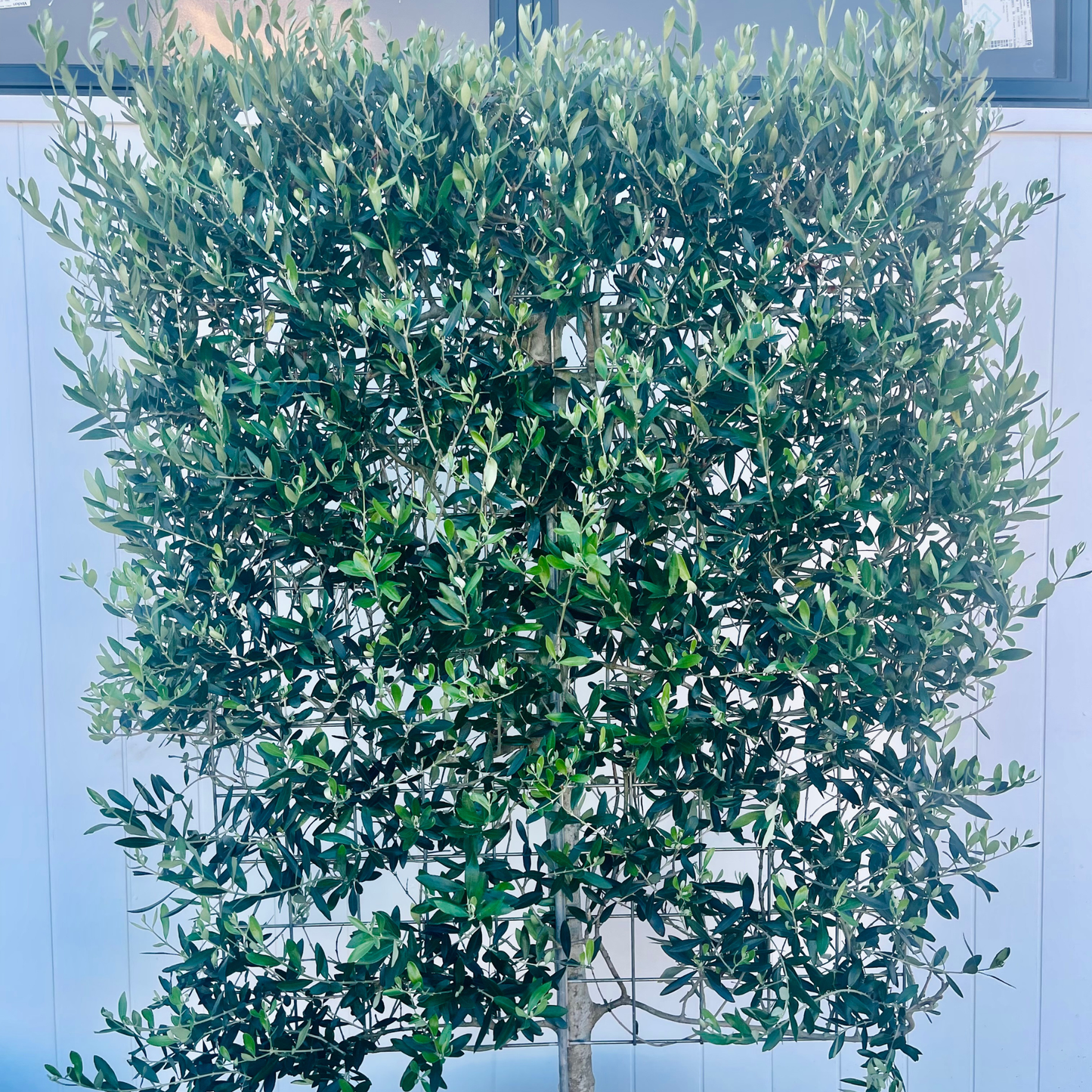 Olea europaea 'Manzanillo Olives' | Espaliered 500mm Kingdom Horticulture