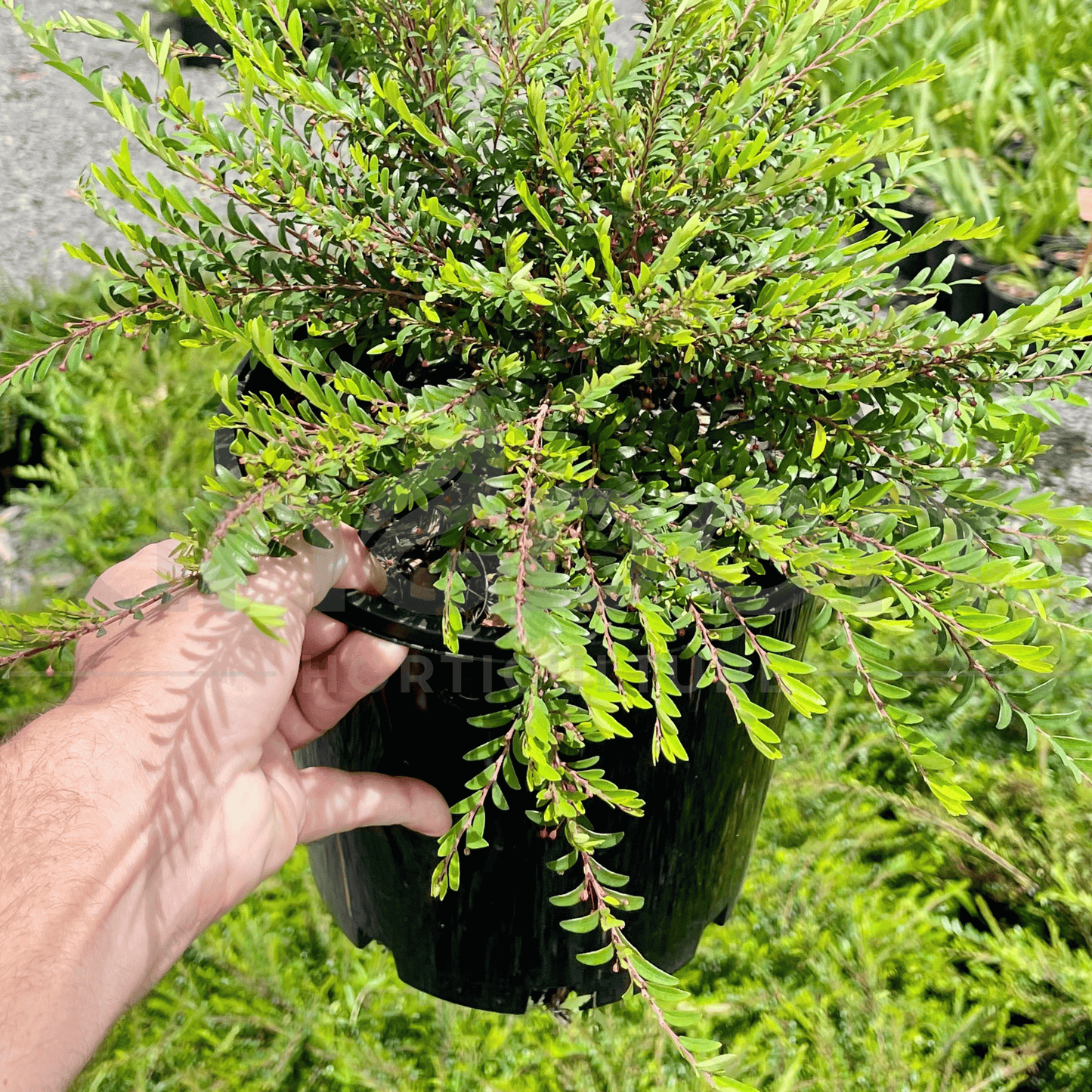 Phyllanthus multiflorus 'Waterfall Plant' 200mm - Kingdom Horticulture Kingdom Horticulture