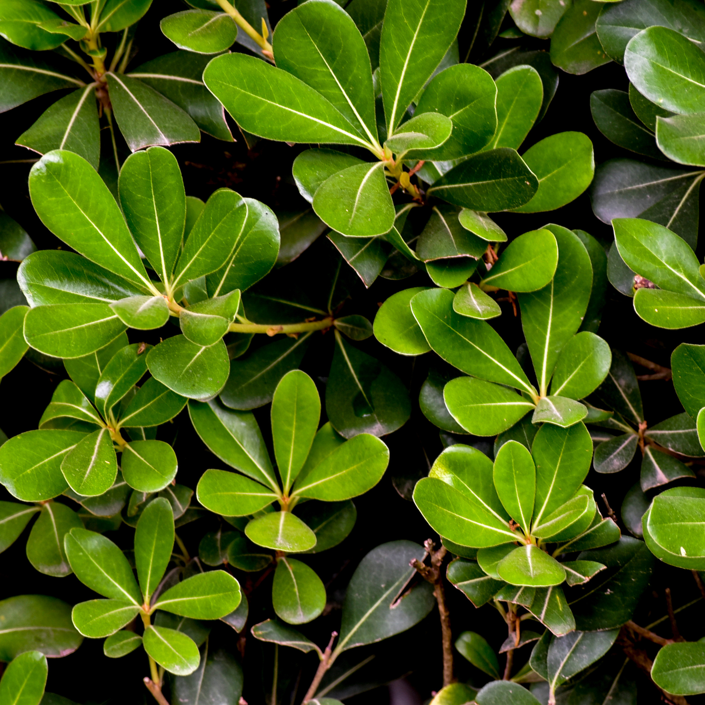 Pittosporum tobira ‘Wheeler’s Dwarf’ Kingdom Horticulture