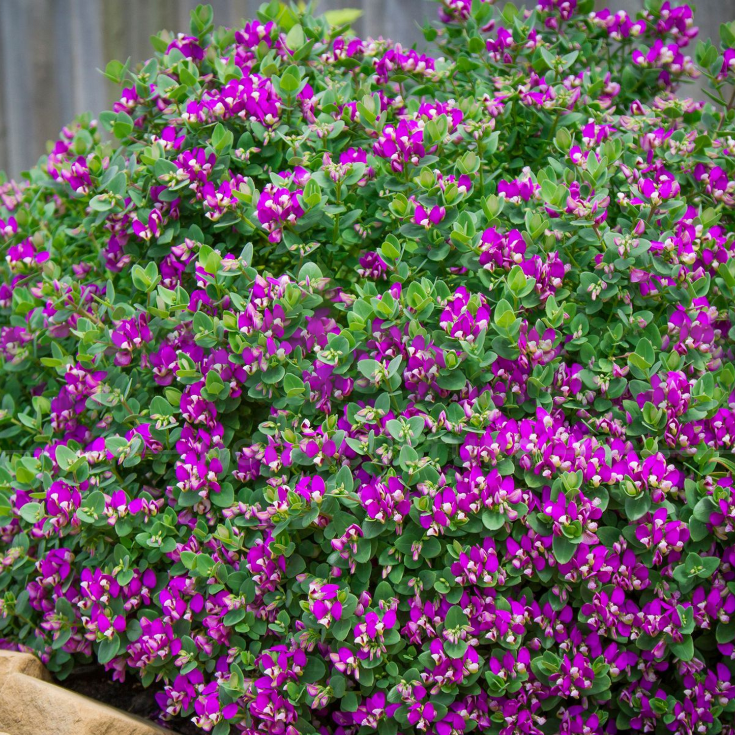Polygala 'Little Bibi' | Multiple Sizes Kingdom Horticulture