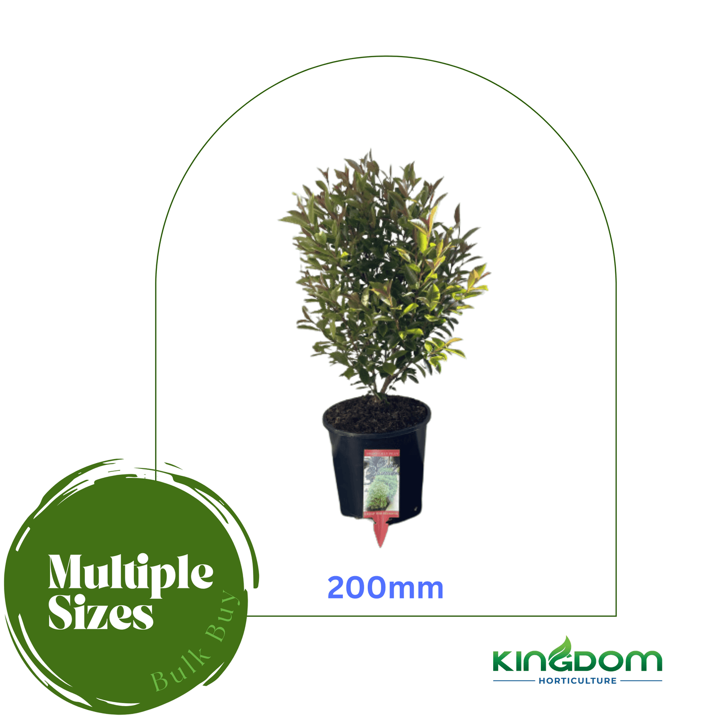 Syzygium australe 'Baby Boomer’ | Multiple Sizes - Kingdom Horticulture Kingdom Horticulture
