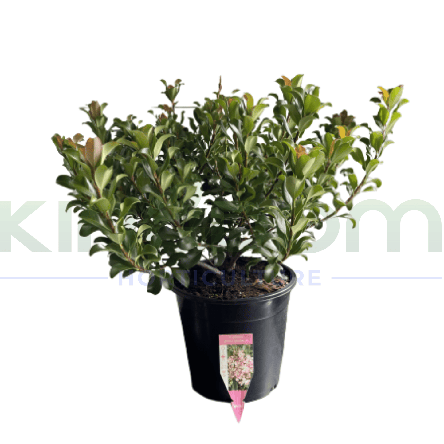 Rhaphiolepis 'Apple Blossom' 250mm - Kingdom Horticulture Kingdom Horticulture