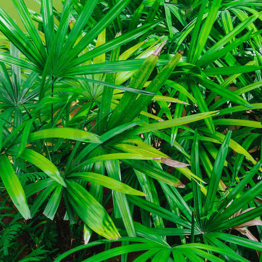 Rhapis excelsa 'Lady Palm' | Multiple Sizes - Kingdom Horticulture Kingdom Horticulture