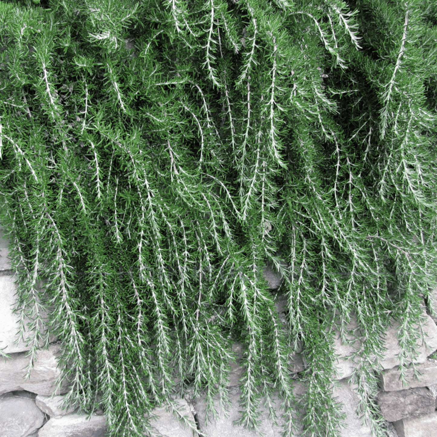 Rosemary officinalis 'Prostrate' 200mm - Kingdom Horticulture Kingdom Horticulture